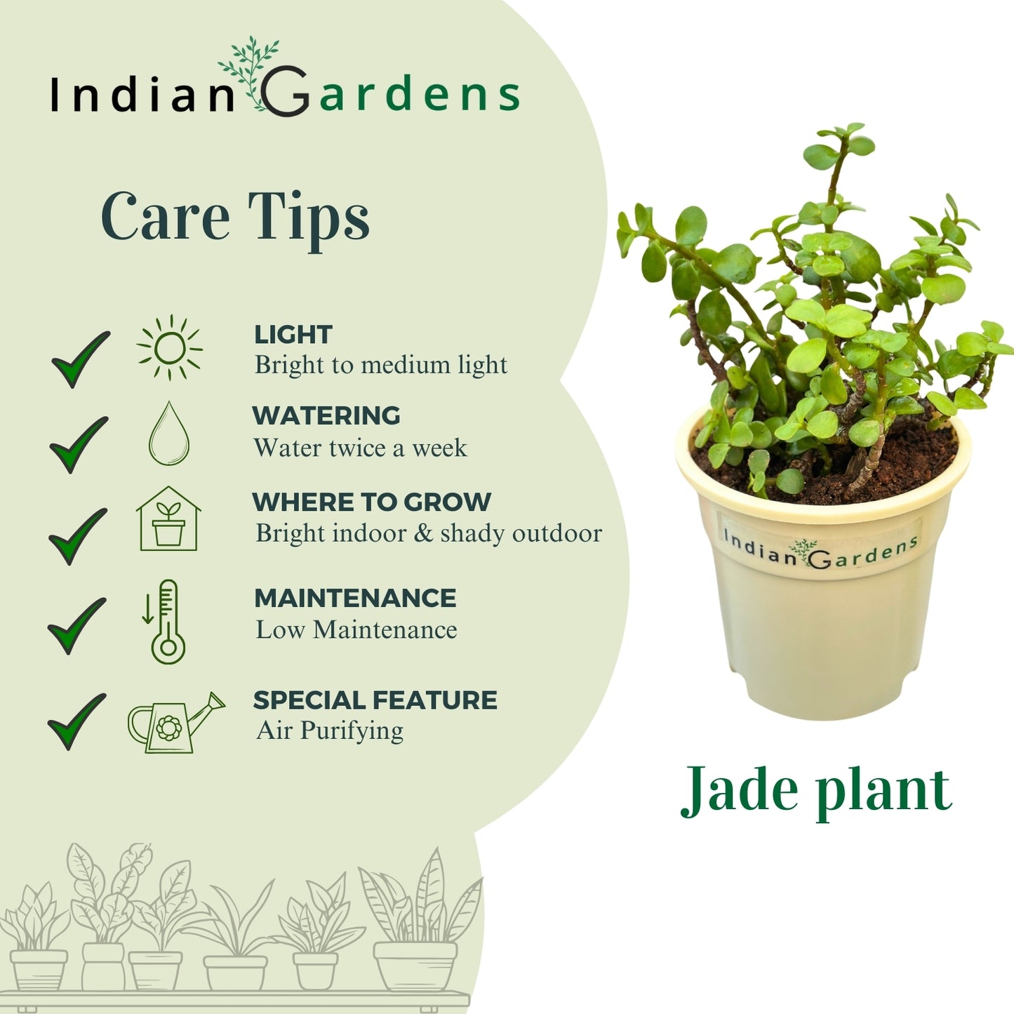 Jade with Premium Pot Indoor Plant