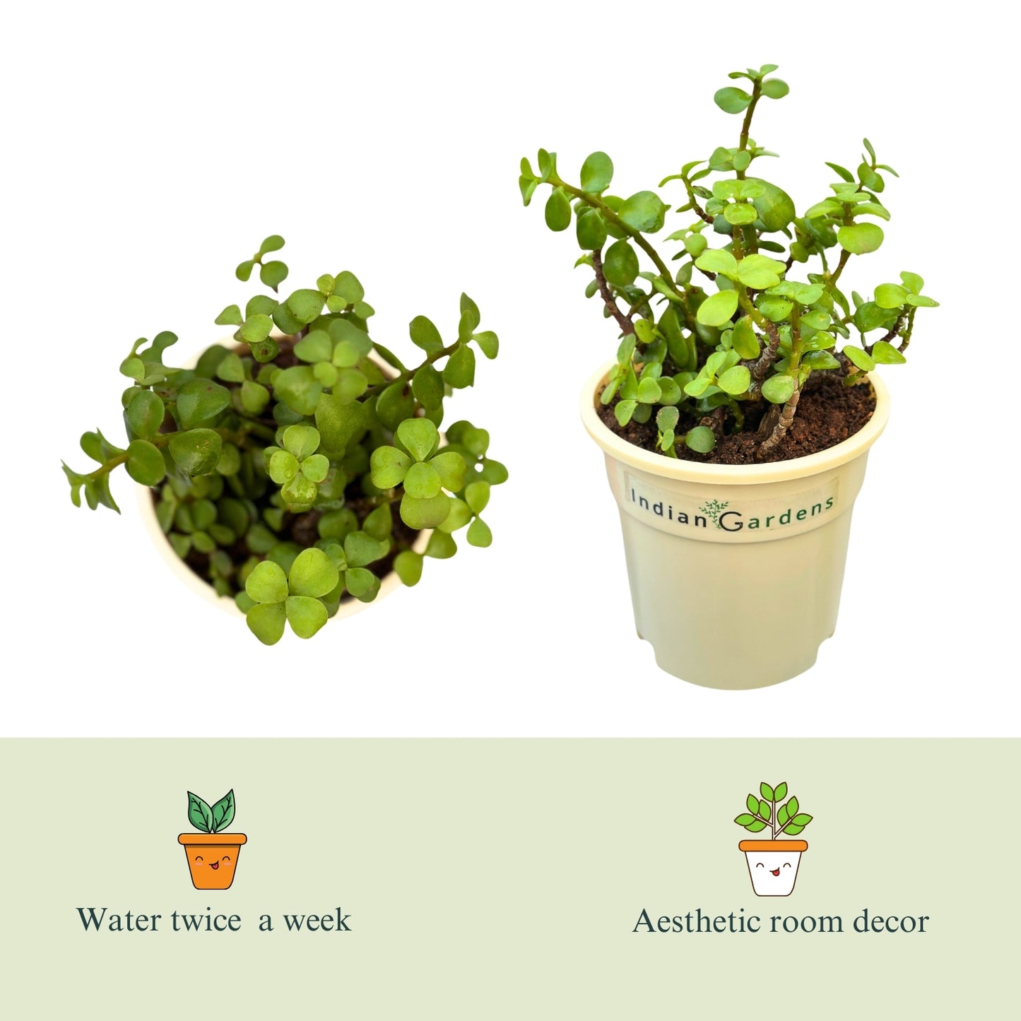 Jade with Premium Pot Indoor Plant