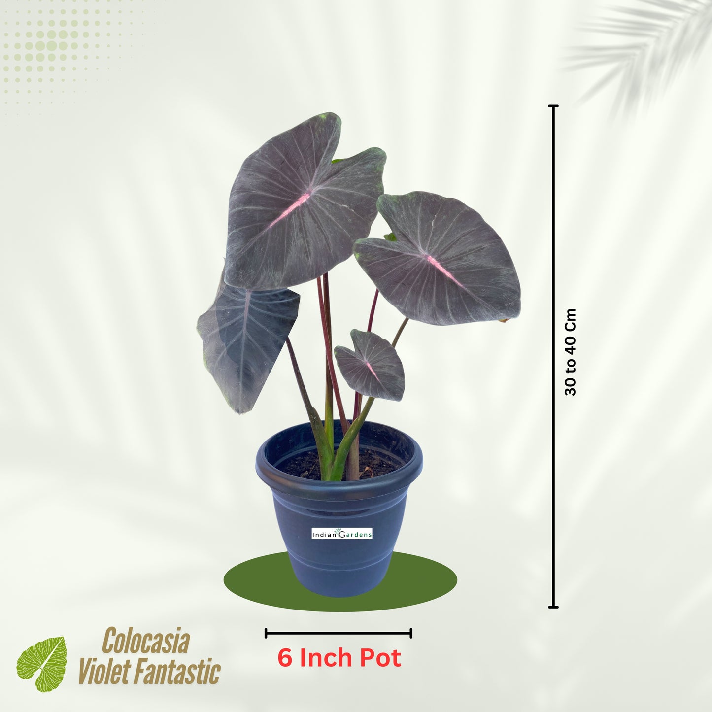 Colocasia Violet Fantastic