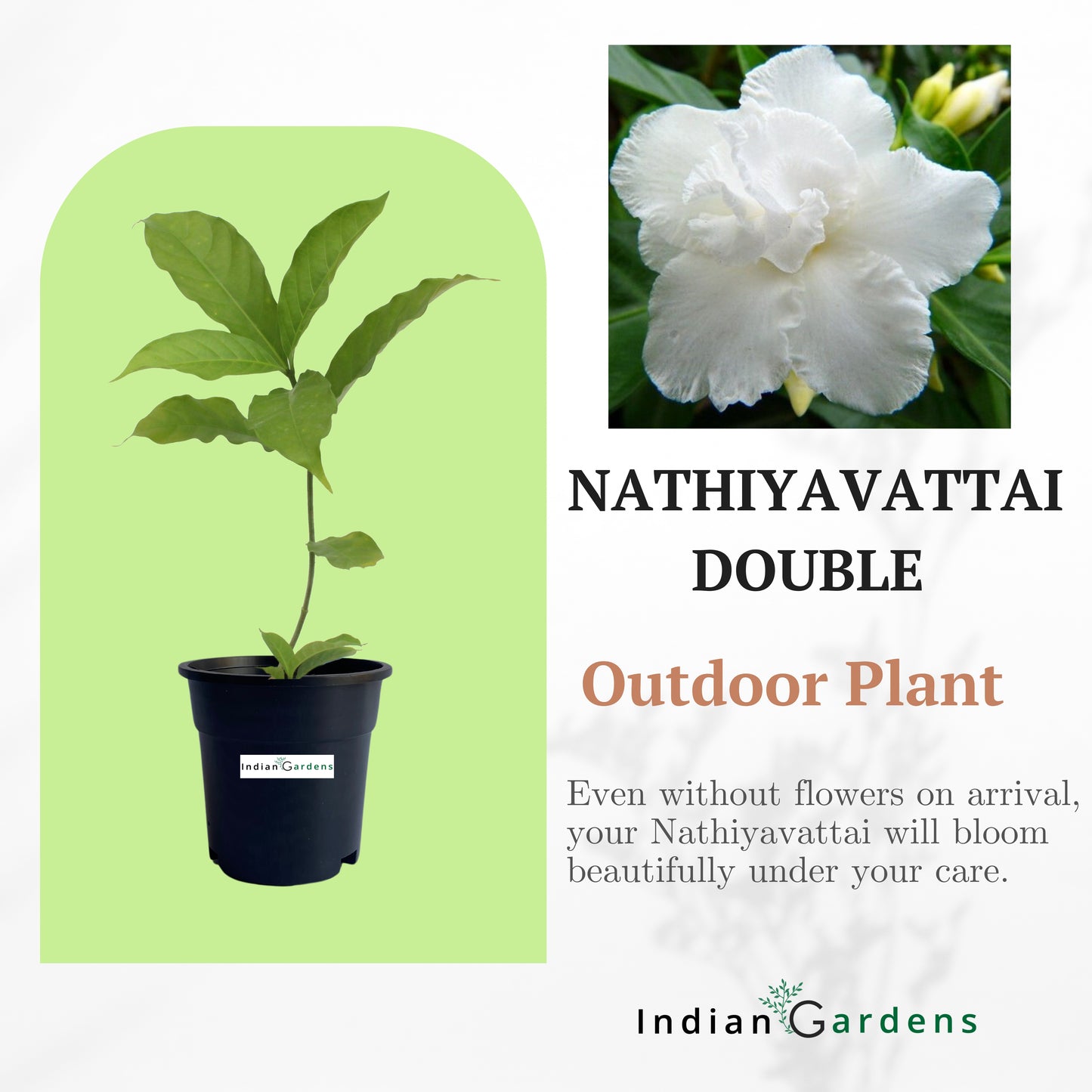 Nanthiyavattai Double