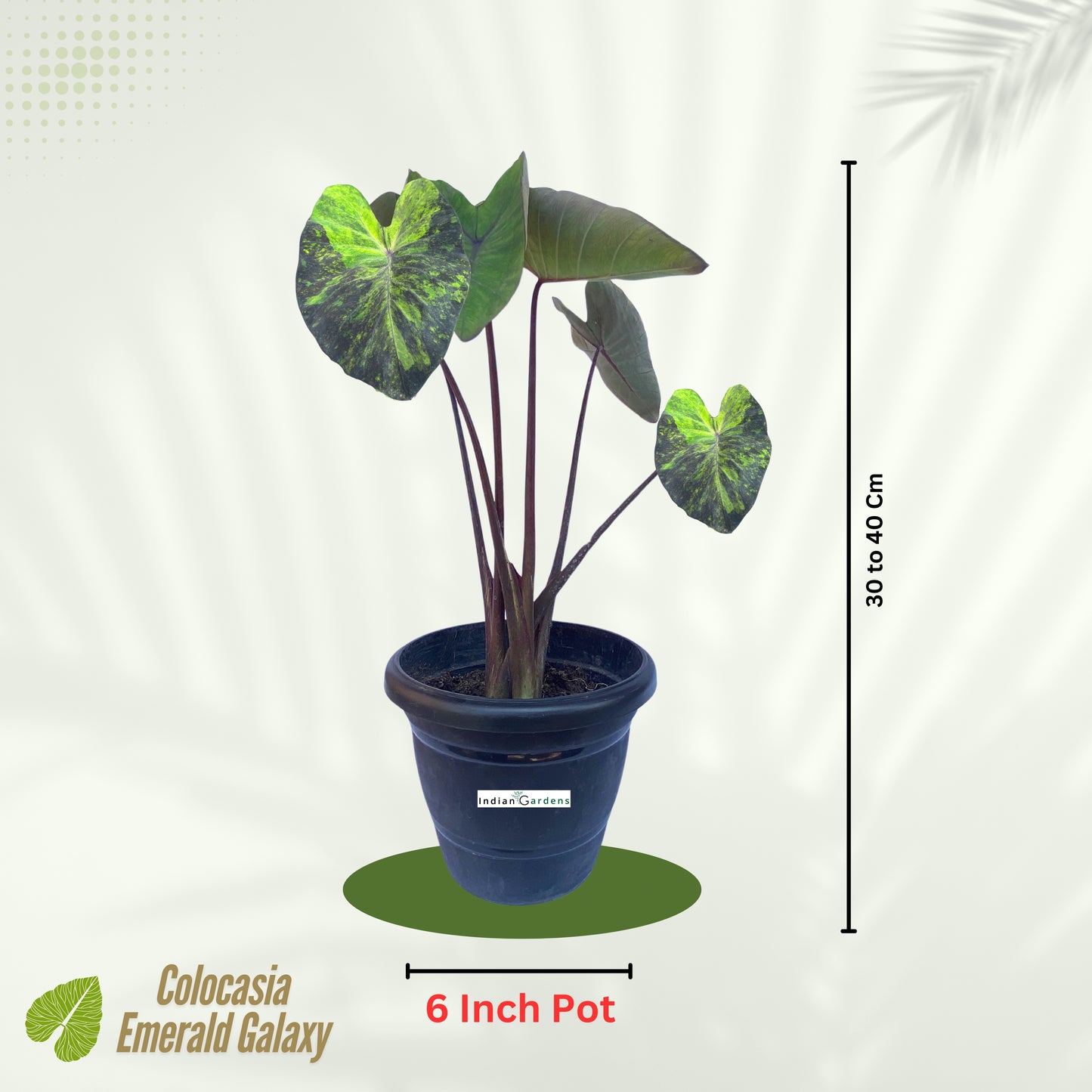Colocasia Emerald Galaxy
