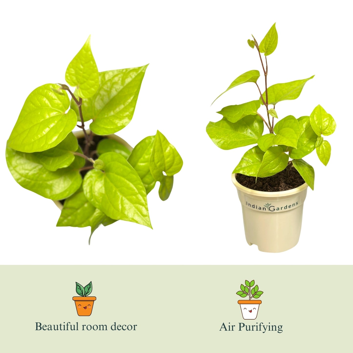 Betel Plant  with Premium Pot Indoor Plant