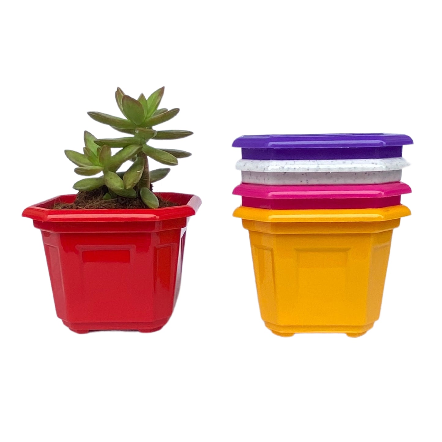 Indoor Plastic Small |Octa 4 Pots | Colour Pot