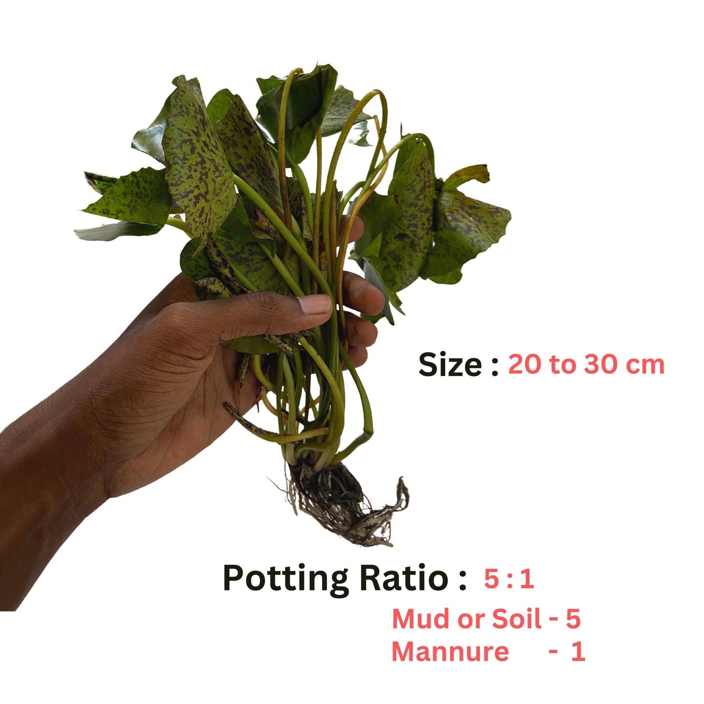 Waterlily live plant (Set Of 5) Different Colour