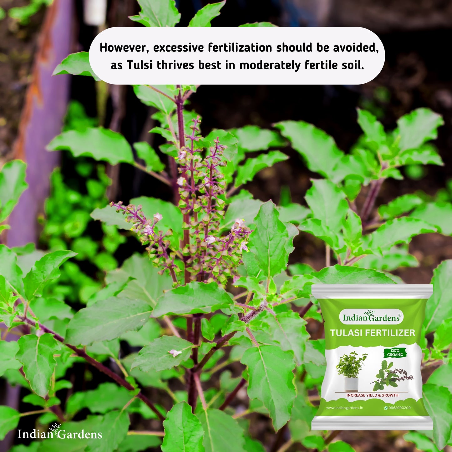 Tulasi Fertilizer  | Holy Basil Fertilizer | Tulasi Growth Fertilizer | Tulasi Organic Plant Food | Tulasi Leaf Health Fertilizer