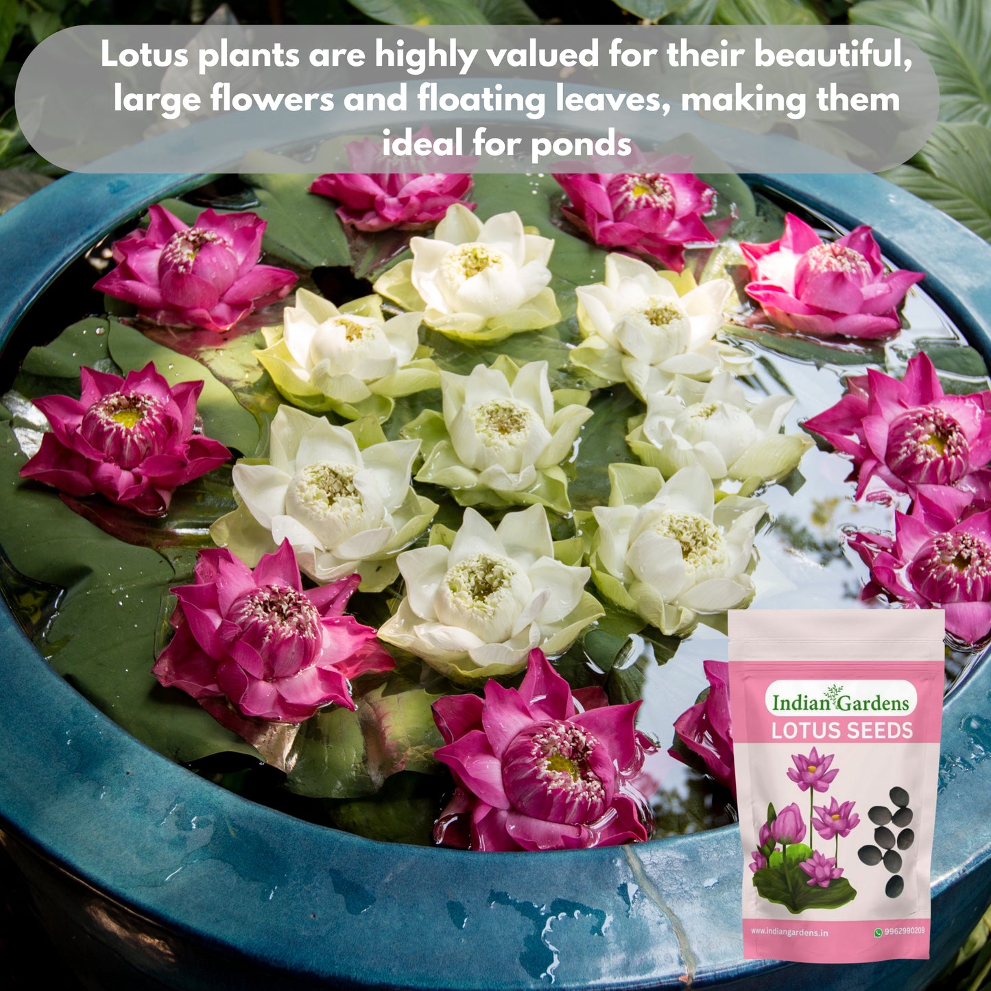 Lotus Seed for Planting ( Pack of 20 ) Lotus Flower Seeds for Home Decor.