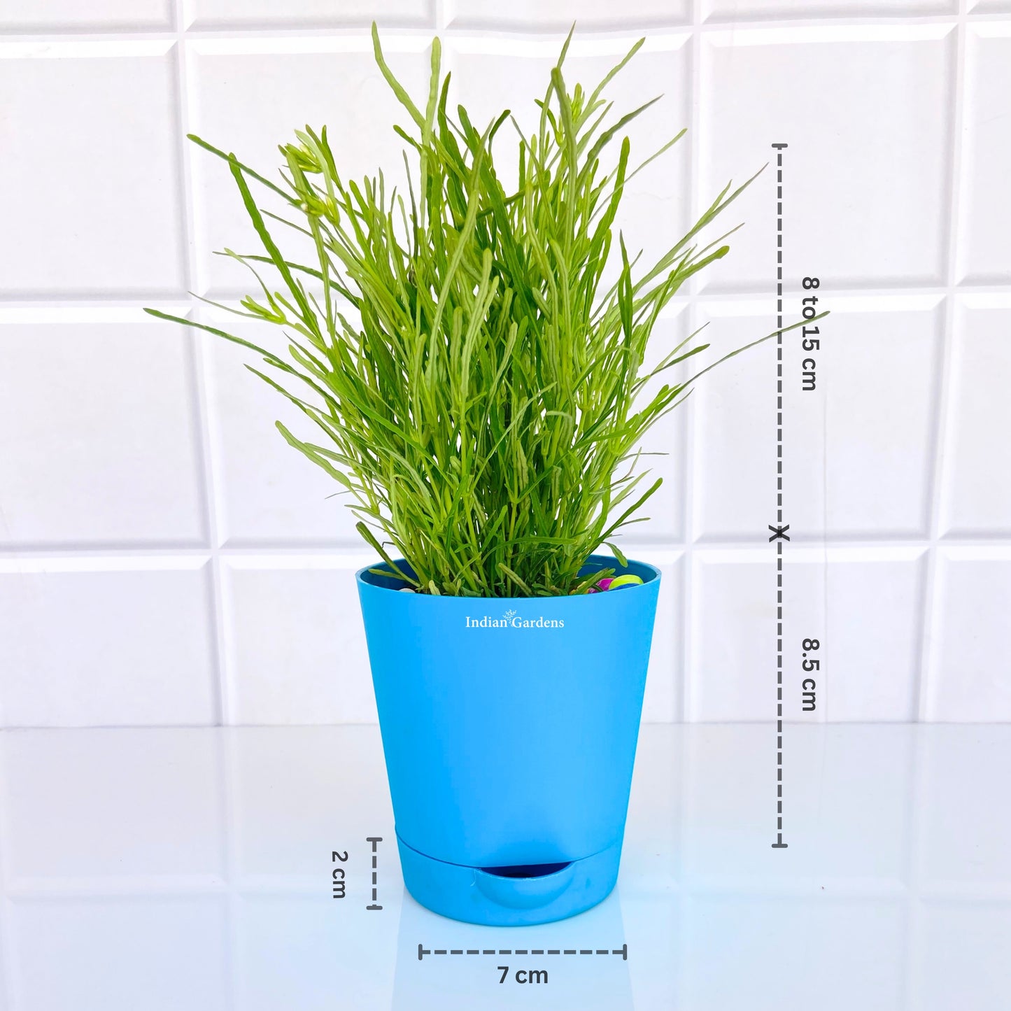 Succulent bush | Drought-tolerant | Hardy succulent | Fast-growing succulent | Live Plant | Premium Self Watering Pot ( 4 Inch )