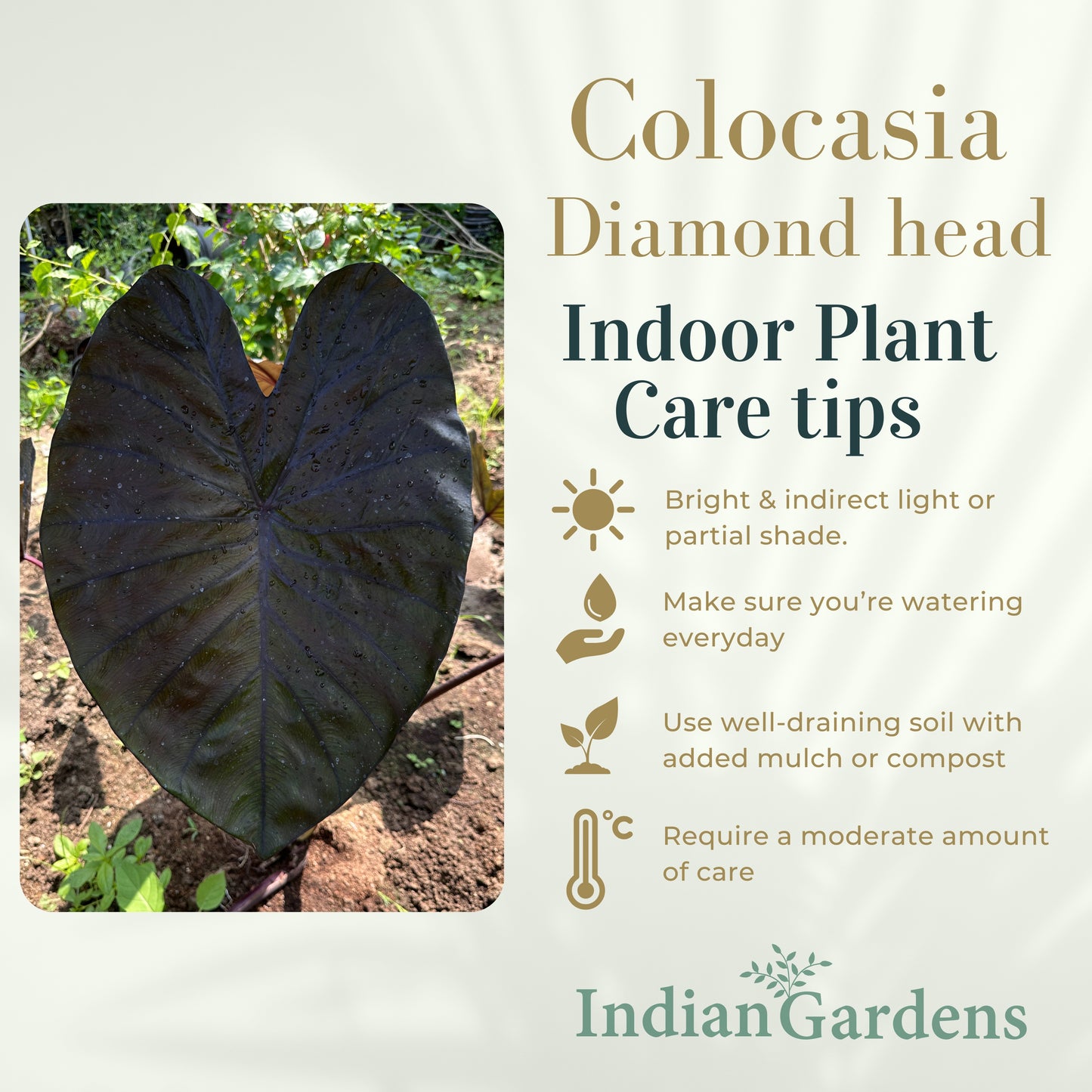 Colocasia Diamond head Indoor Plant