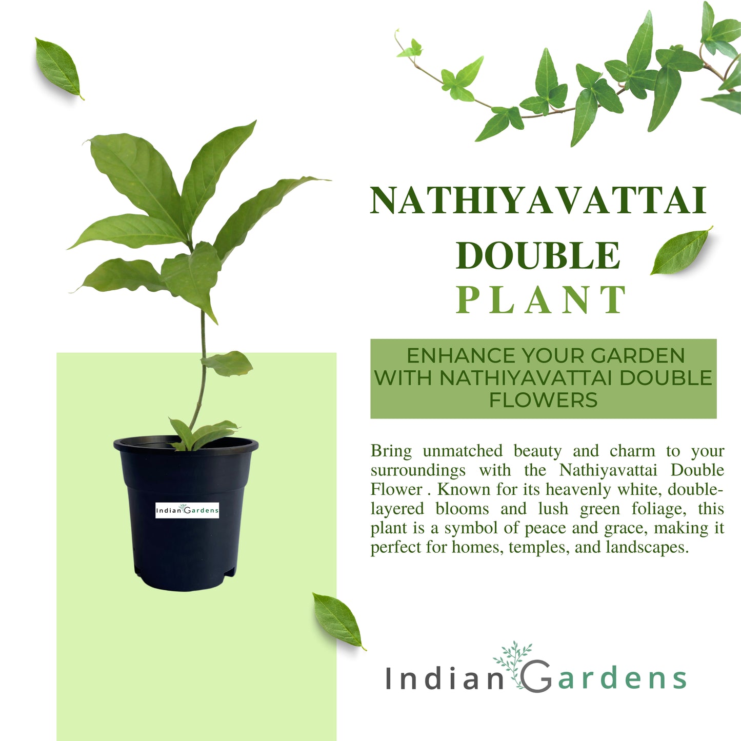 Nanthiyavattai Double