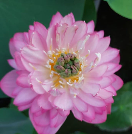 Amery Peony Lotus ( code 35 )