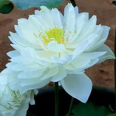White Peony Lotus ( code 08 )