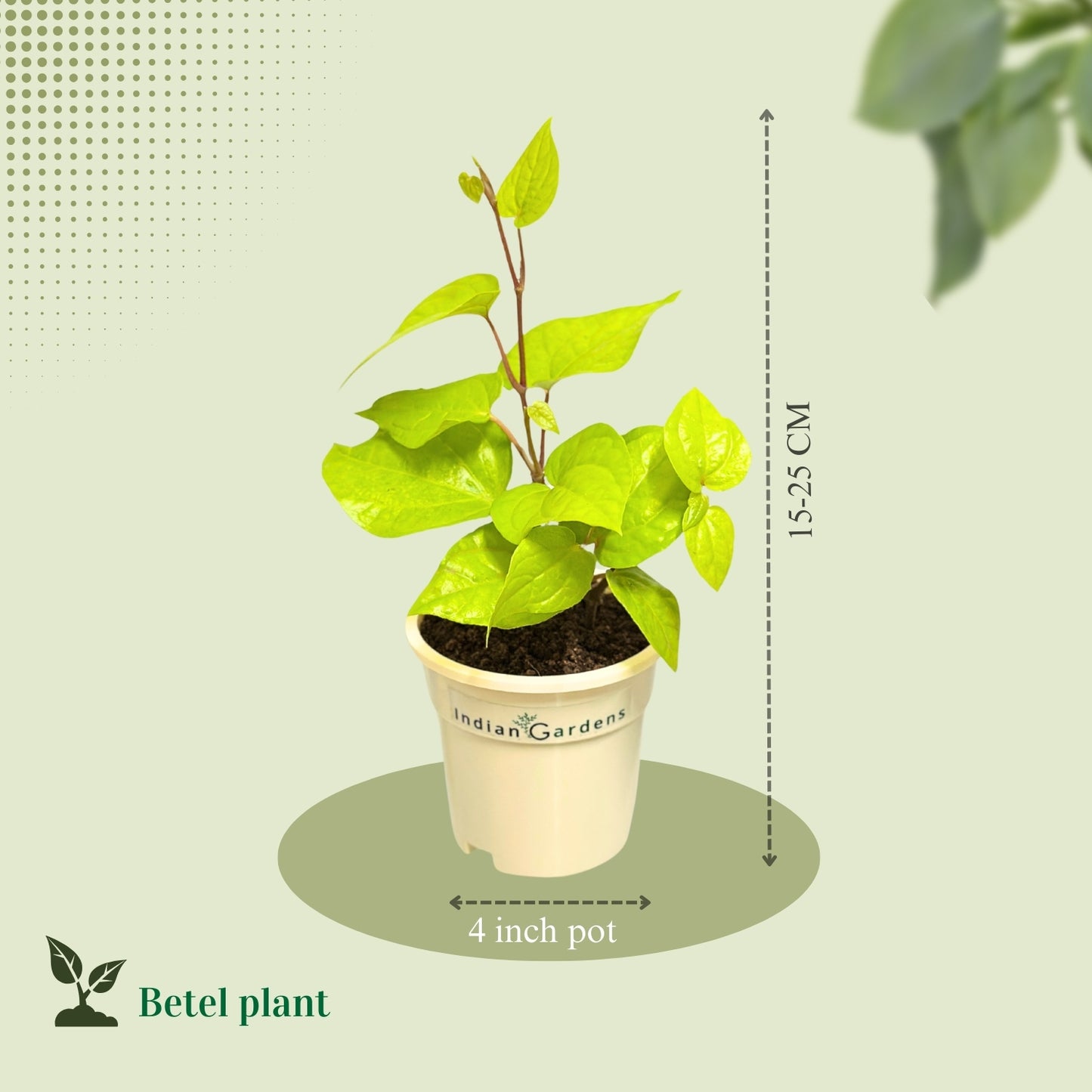 Betel Plant  with Premium Pot Indoor Plant