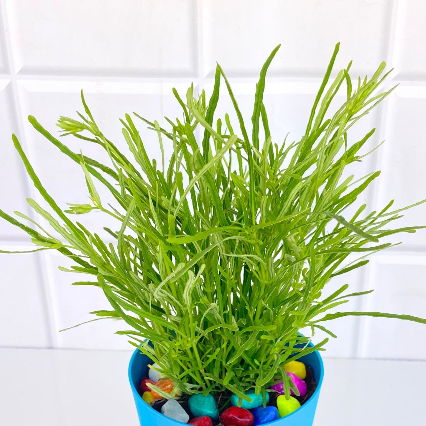 Succulent bush | Drought-tolerant | Hardy succulent | Fast-growing succulent | Live Plant | Premium Self Watering Pot ( 4 Inch )