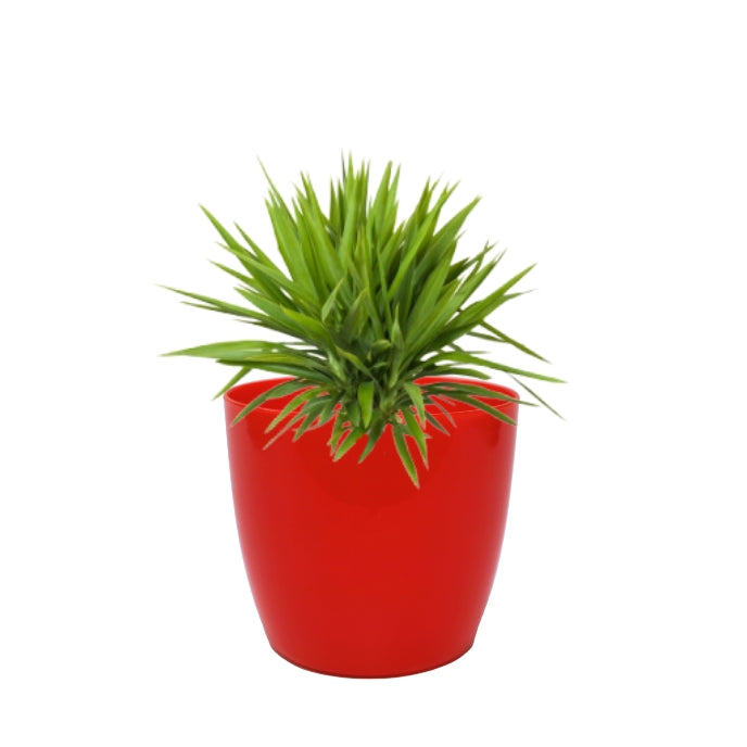 Indoor Plastic Small |Any Colour - Pack of 6