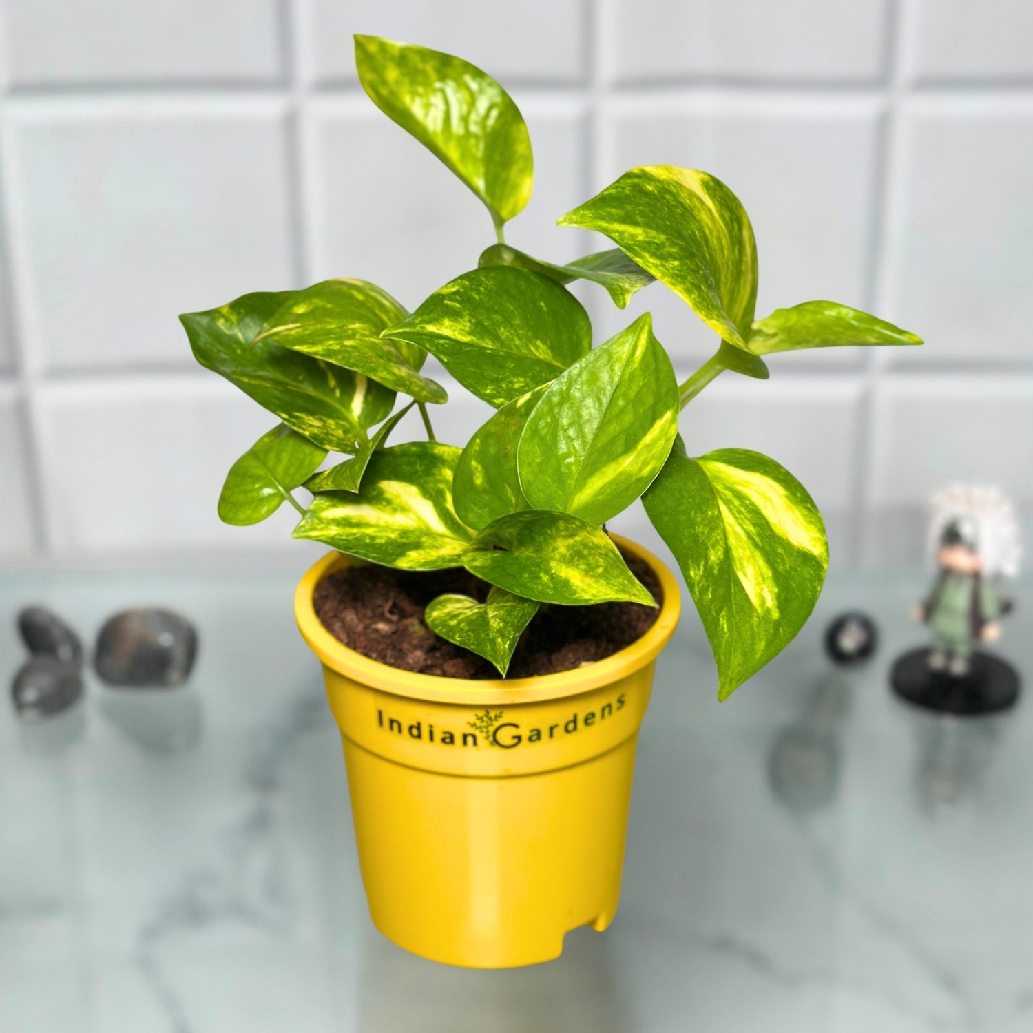 plant in yellow pot Money Plant with Premium Pot Indoor Plant – Indian Gardens
