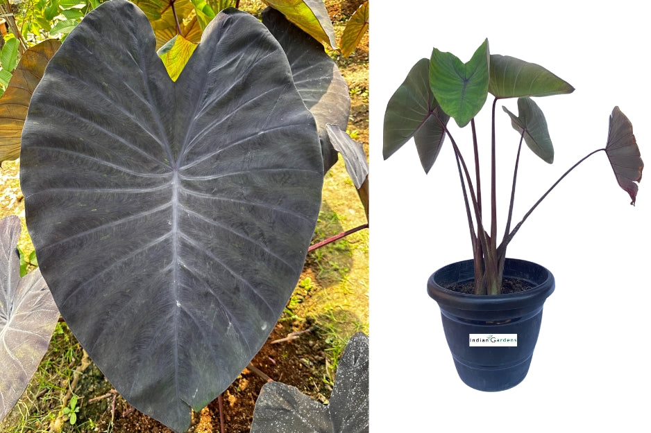 Colocasia Black Magic