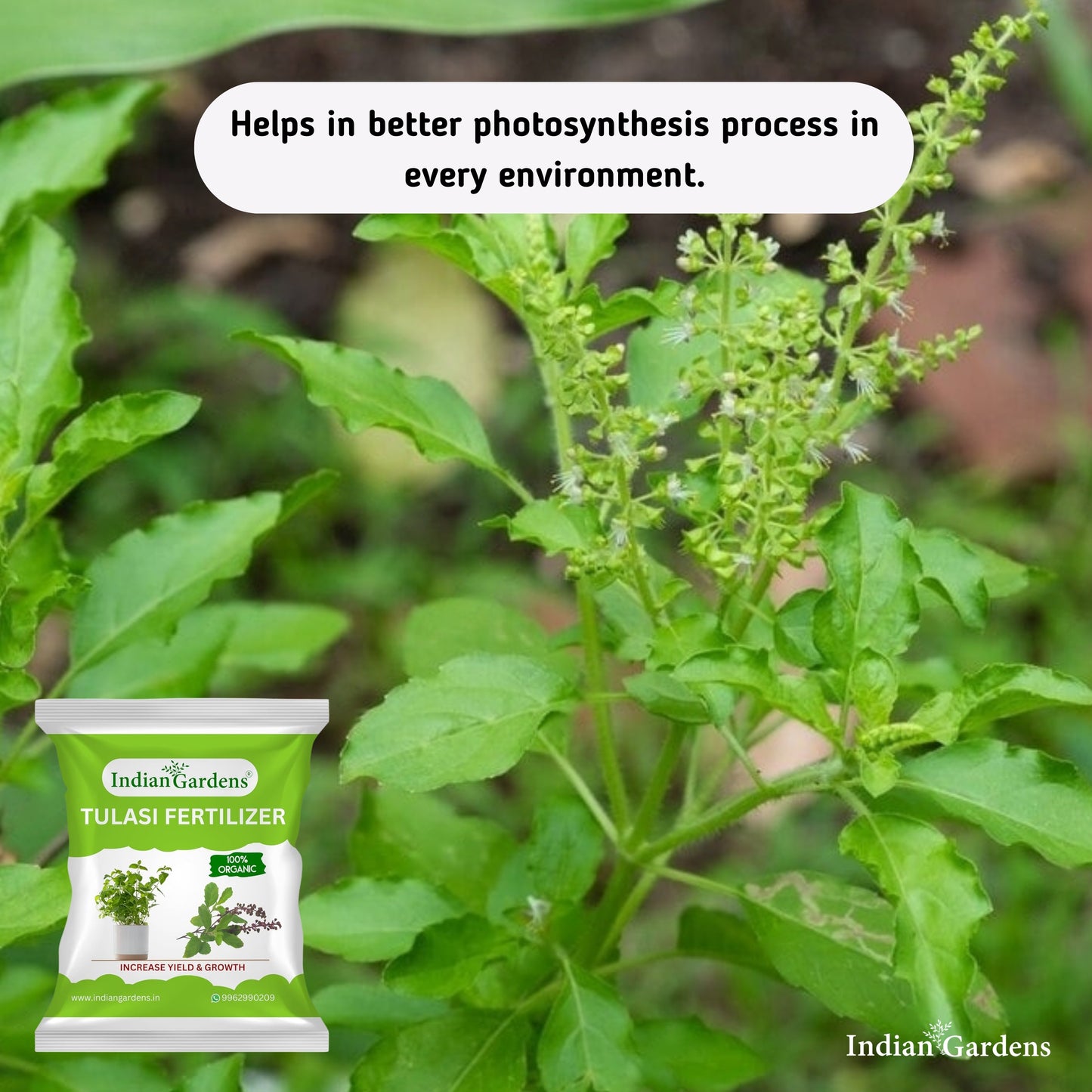 Tulasi Fertilizer  | Holy Basil Fertilizer | Tulasi Growth Fertilizer | Tulasi Organic Plant Food | Tulasi Leaf Health Fertilizer