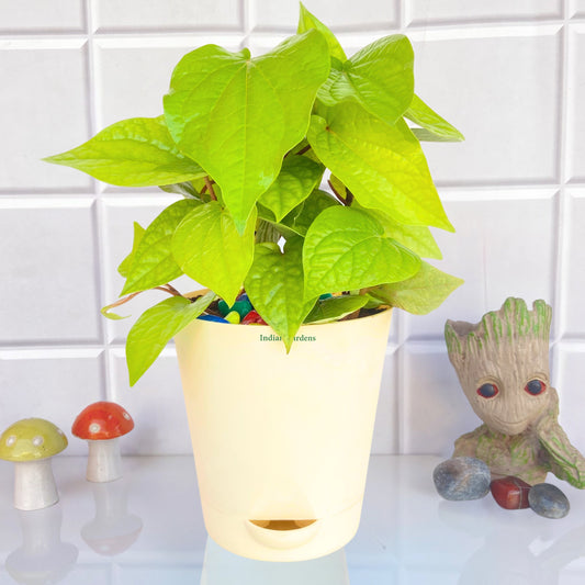 Betel Plant with Premium Self Watering Pot Indoor Plant