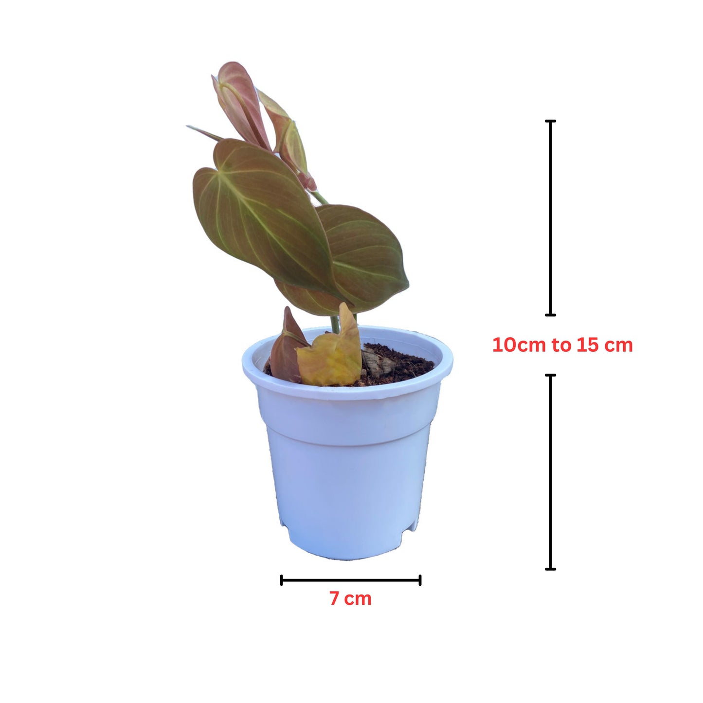 Philodendron melanochrysum with white premium pot indoor Plant