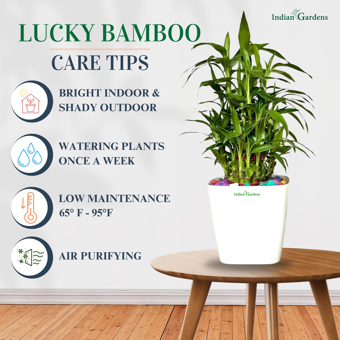 Lucky bamboo | Chinese Water Bamboo | Goddess of Mercy Plant | Live Plant | Premium Olive Pot