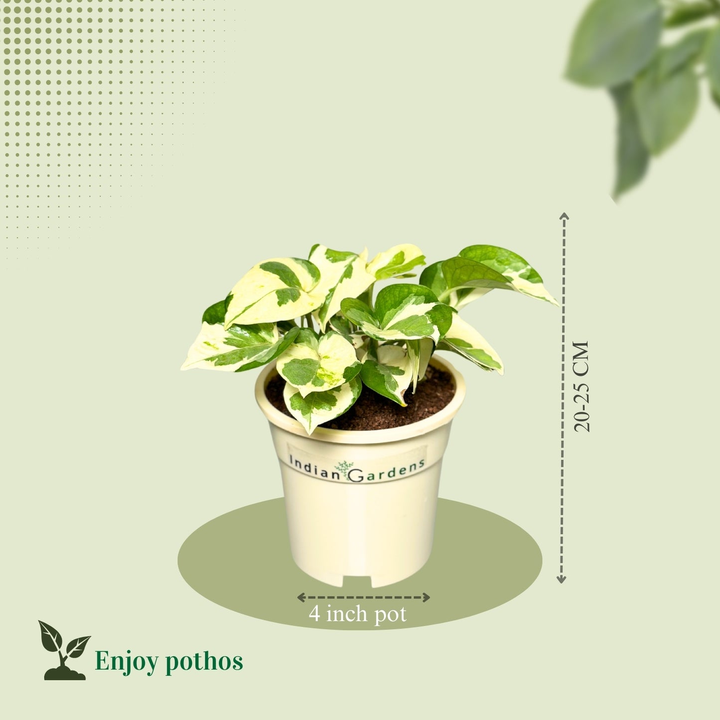 Enjoy Pothos with Premium Pot Indoor Plant