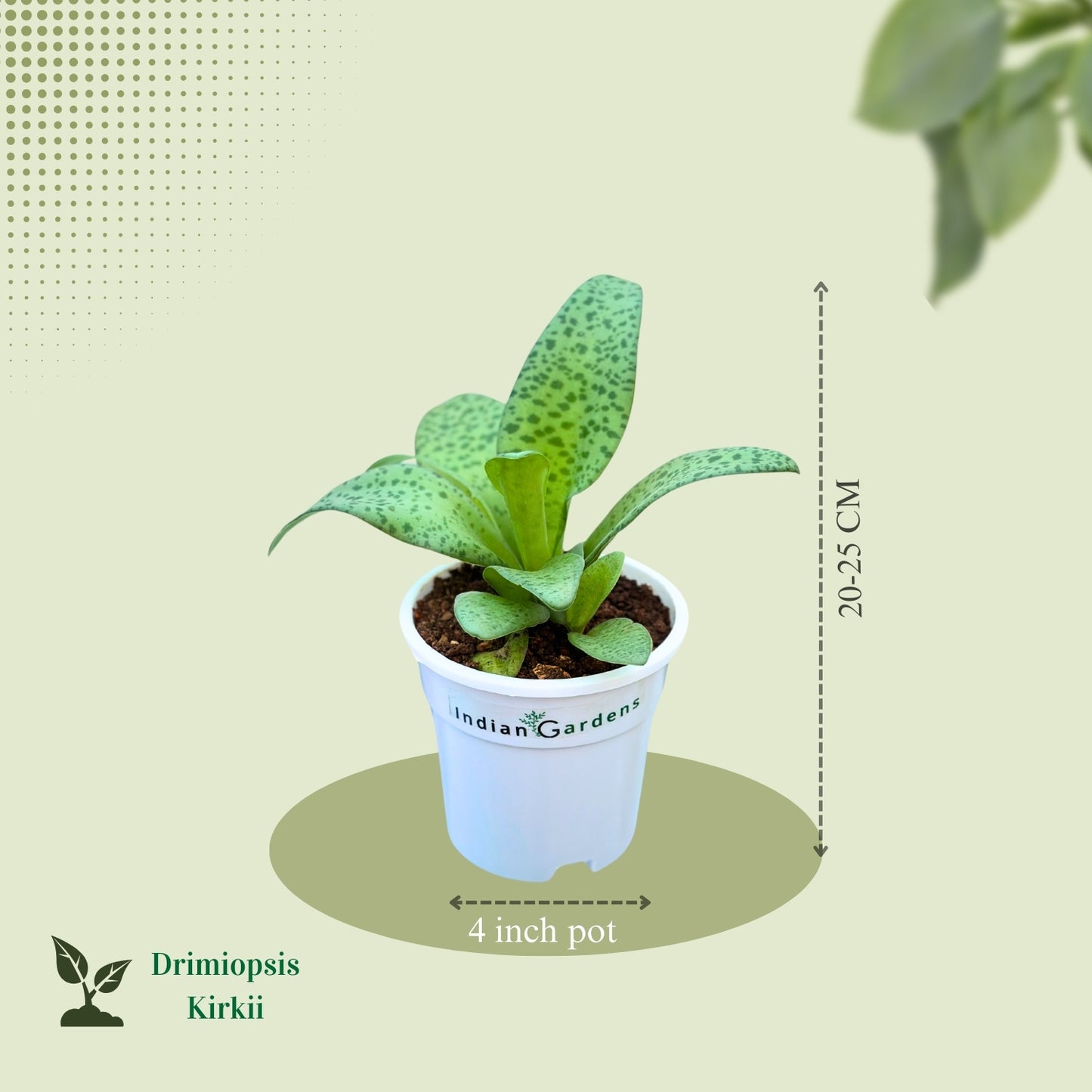 Drimioposis Kirkii with Premium Pot Indoor Plant