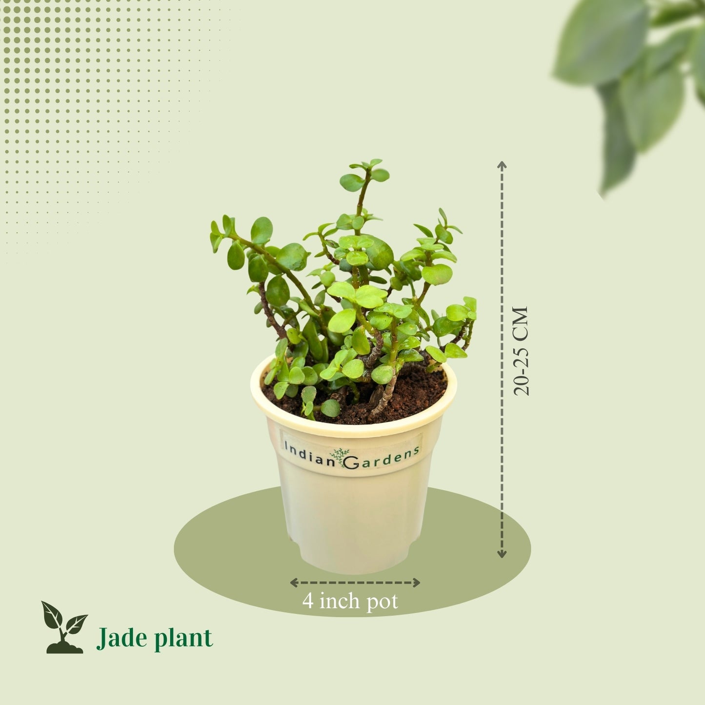 Jade with Premium Pot Indoor Plant