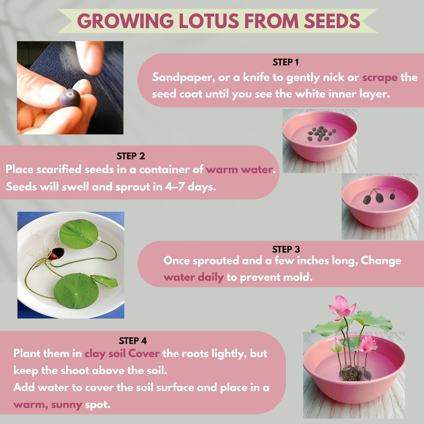 Lotus Seed for Planting ( Pack of 20 ) Lotus Flower Seeds for Home Decor.