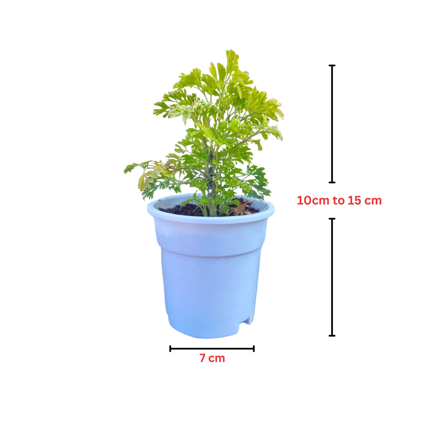 Aralia Plant with white premium pot indoor Plant