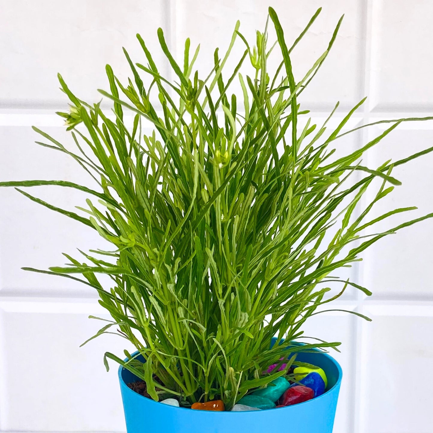 Succulent bush | Drought-tolerant | Hardy succulent | Fast-growing succulent | Live Plant | Premium Self Watering Pot ( 4 Inch )