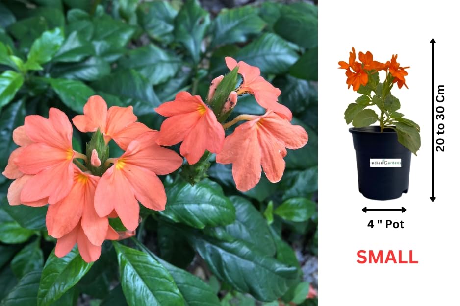 Delhi Kanakambaram/Firecracker Flower