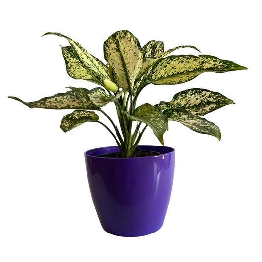 Premium Quality Indoor plastic Colour Pots (Small) | Titan 5 | Home & Office Decor | Table Pot (colour Yellow)