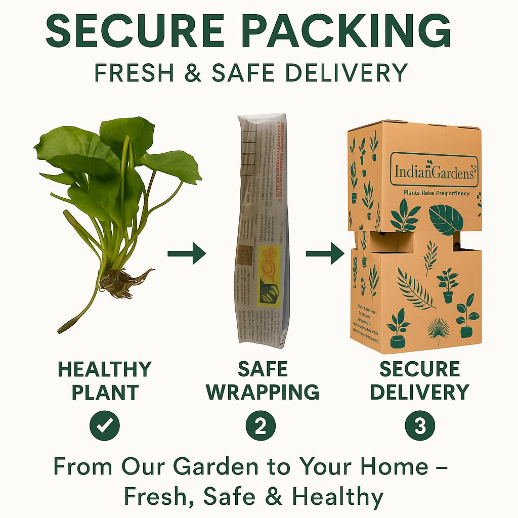 Waterlily ( Yellow ) ( Code 2 )