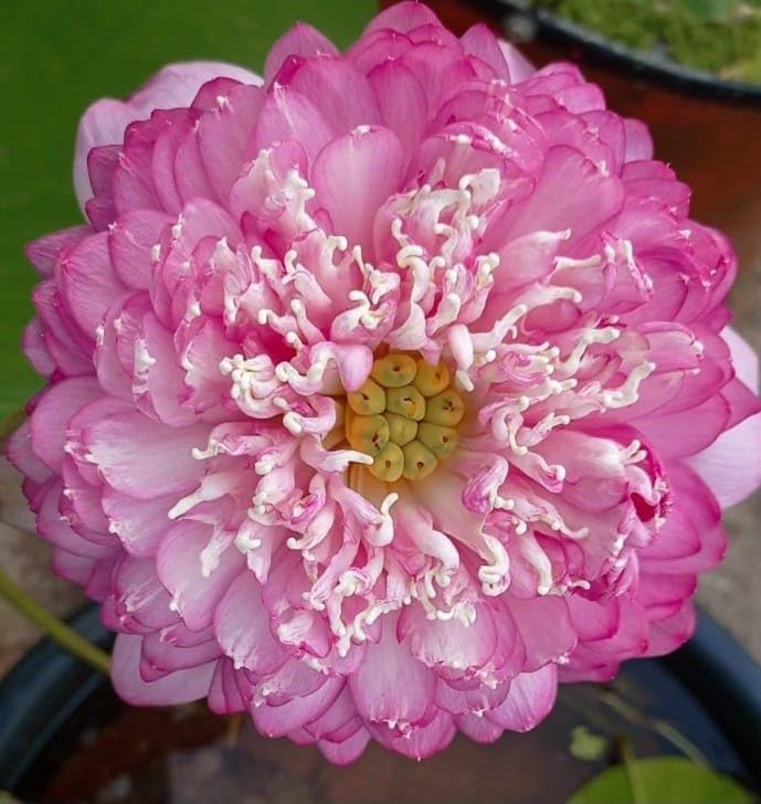 Karna Lotus ( code 65 )