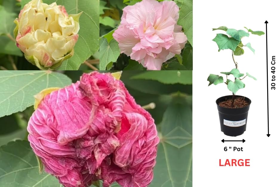 Confederate Rose (Changing Rose) Healthy Flower Plant 6 inch pot