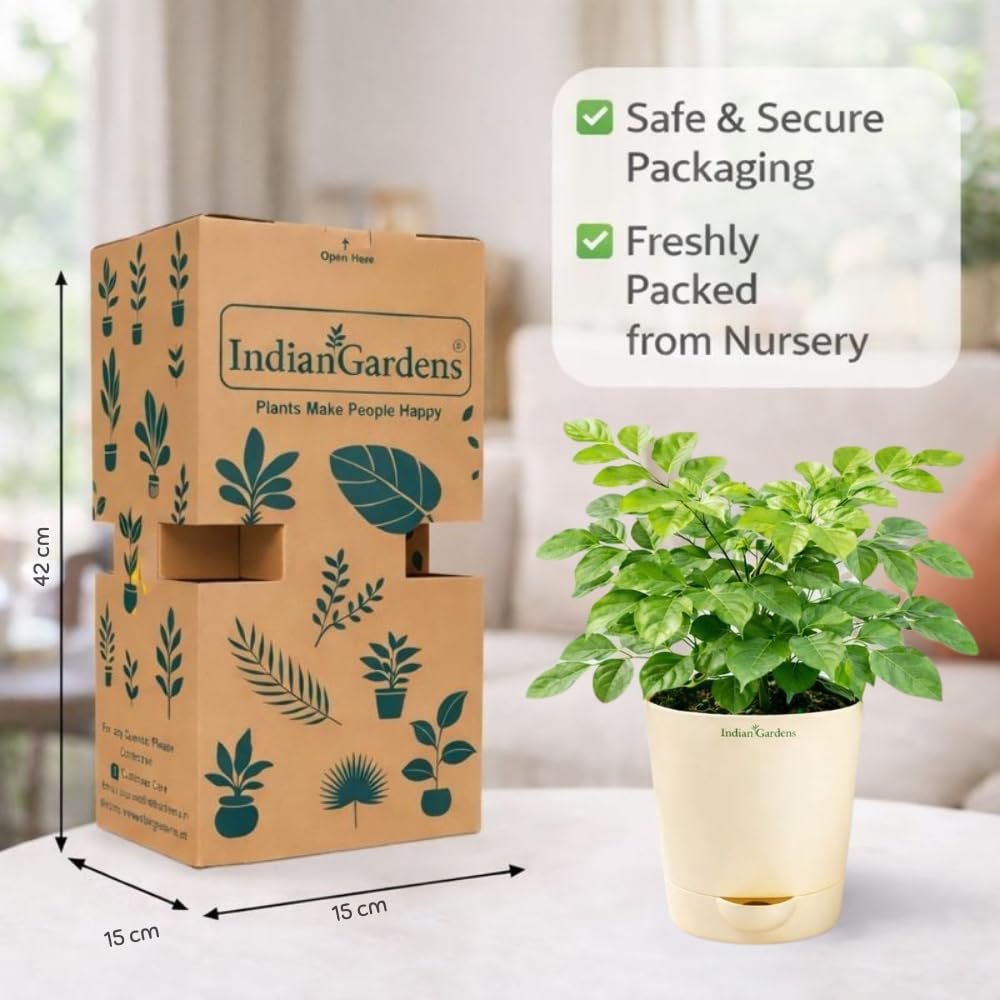 Indian Gardens β China Doll Indoor Live Plant | 4 Inch Self Watering Pot | Lush Green Decorative Houseplant | Easy to Grow | Ideal for Indoor Home Decor Plant