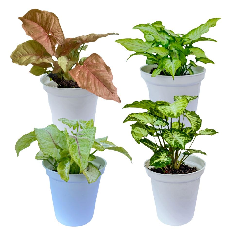 Syngonium Combo indoor live plant White pot