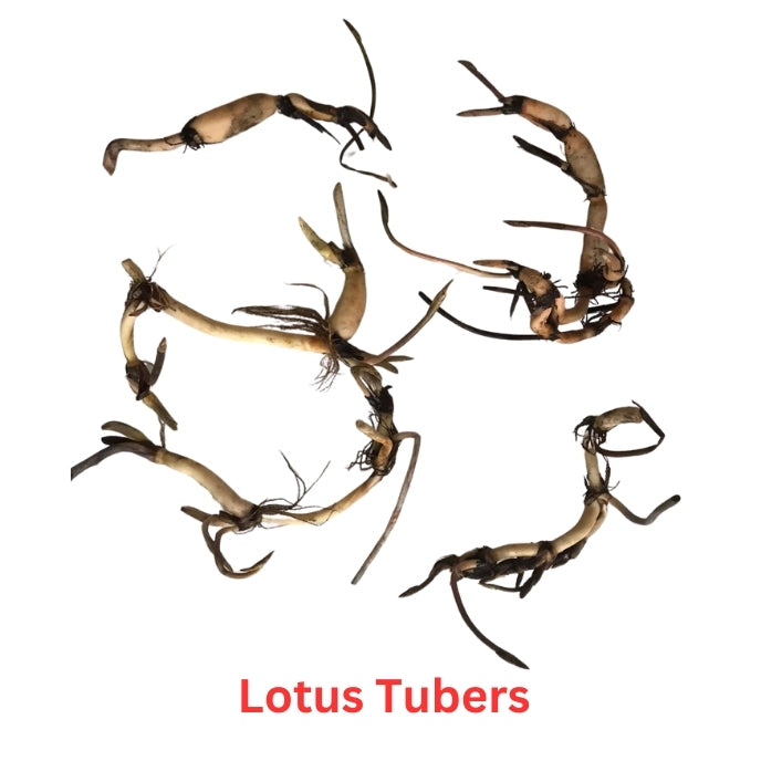 White Maldives Lotus ( code 29)