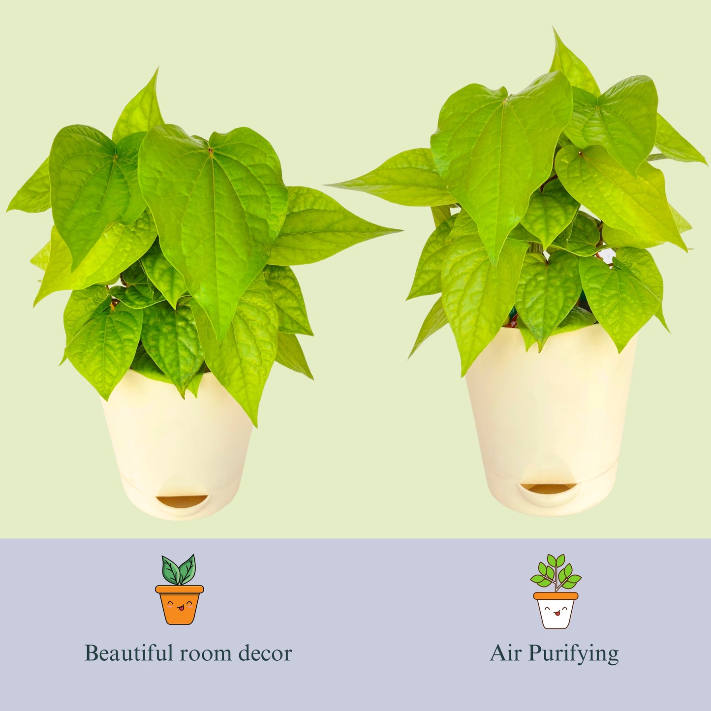 Betel Plant with Premium Self Watering Pot Indoor Plant