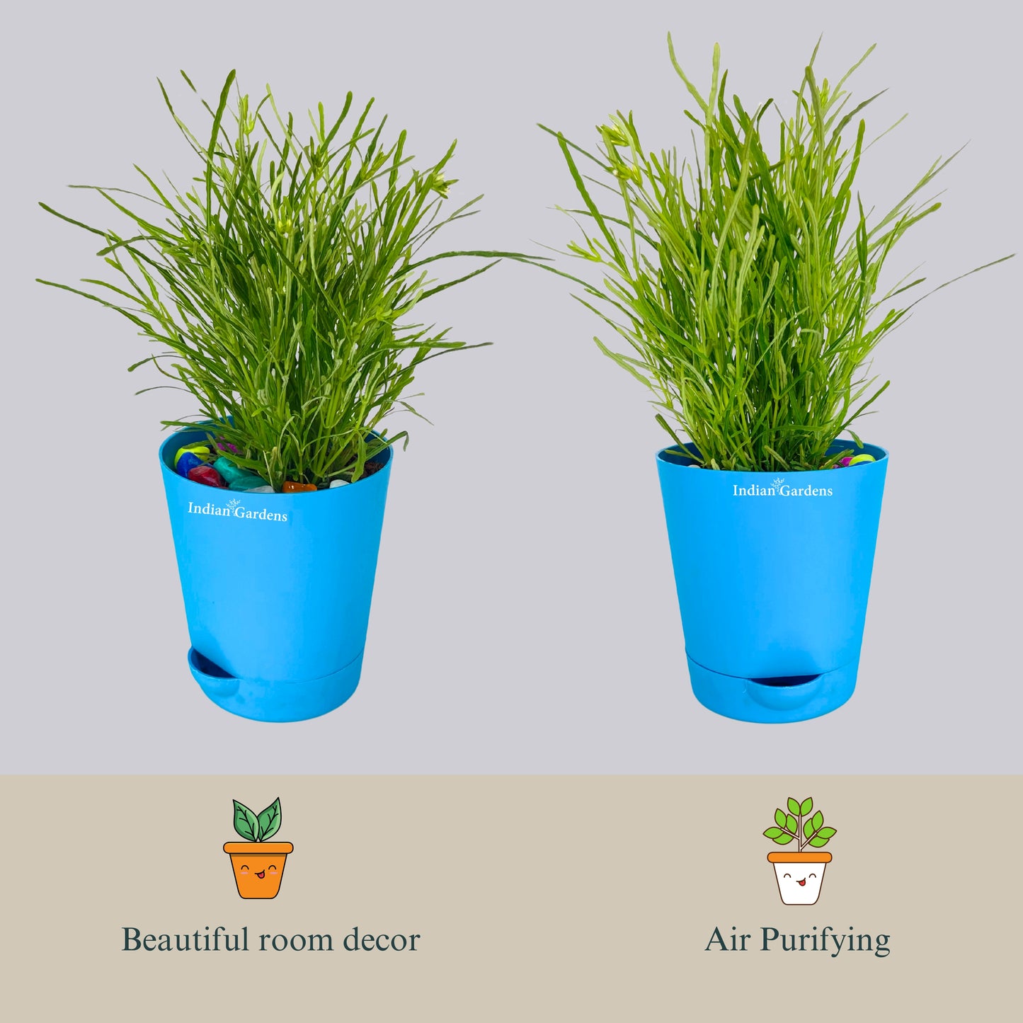 Succulent bush | Drought-tolerant | Hardy succulent | Fast-growing succulent | Live Plant | Premium Self Watering Pot ( 4 Inch )