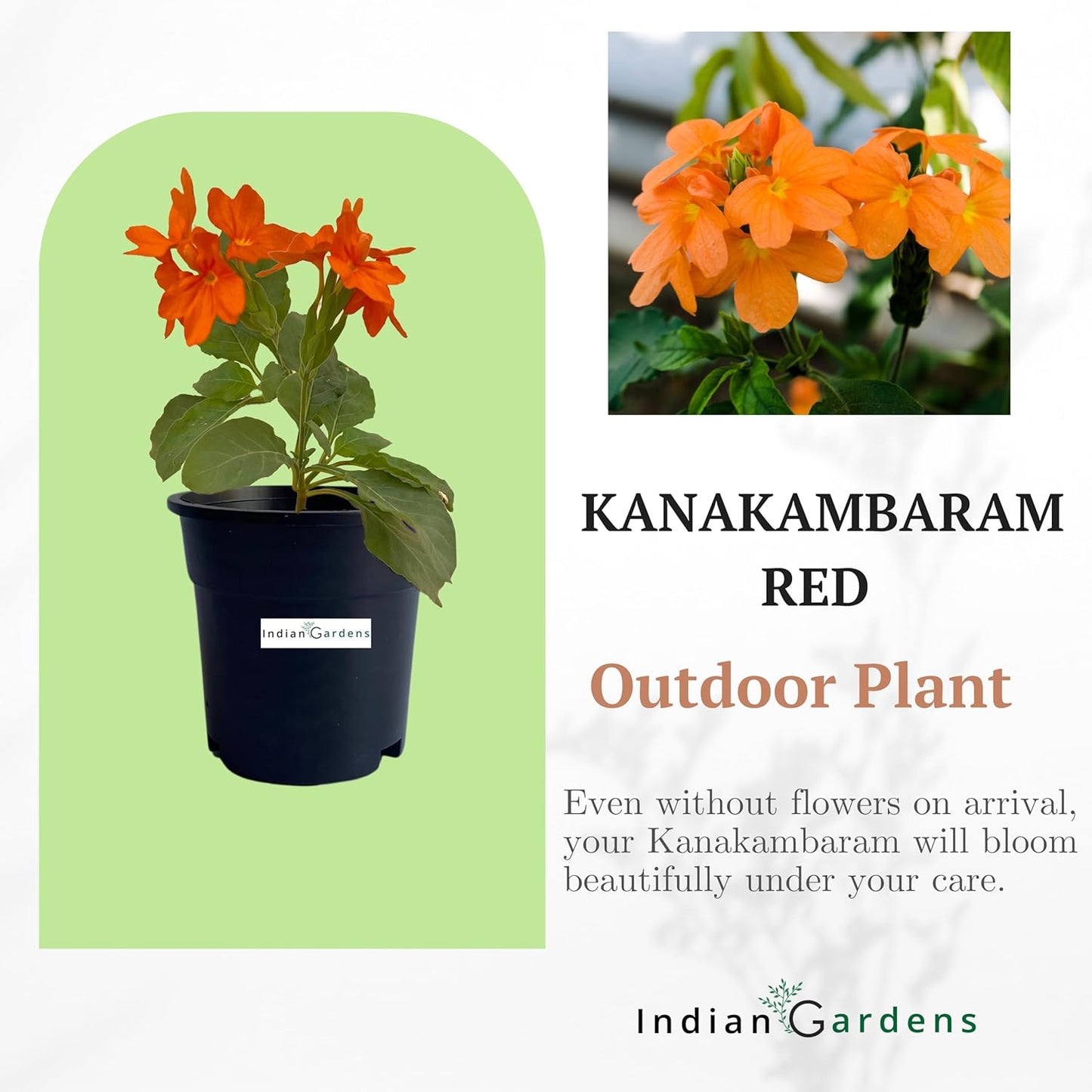 Delhi Kanakambaram/Firecracker Flower