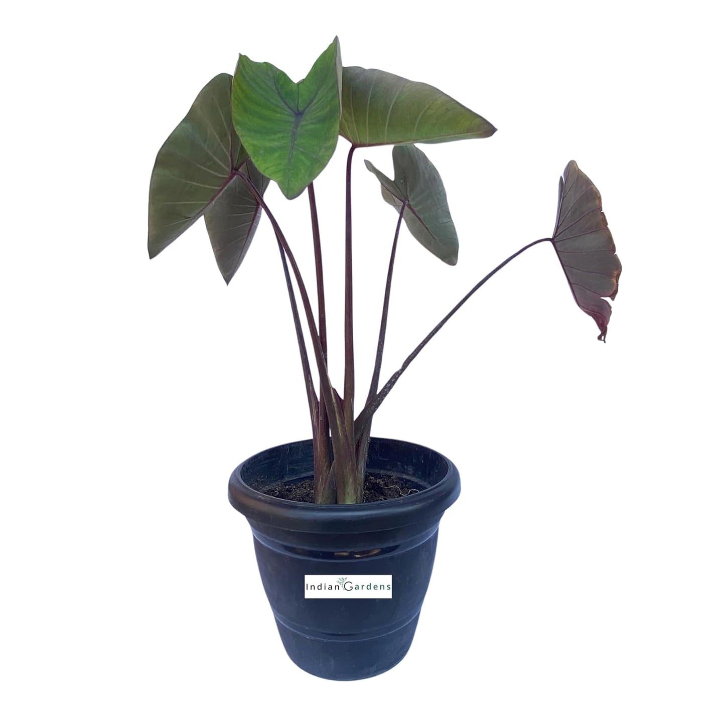 Colocasia Black Magic