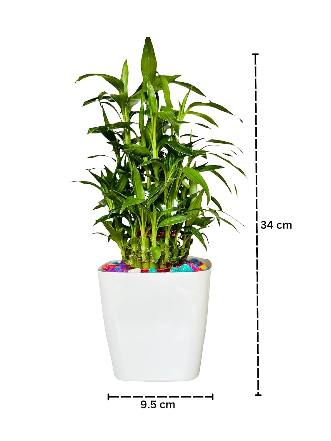 Lucky bamboo | Chinese Water Bamboo | Goddess of Mercy Plant | Live Plant | Premium Olive Pot