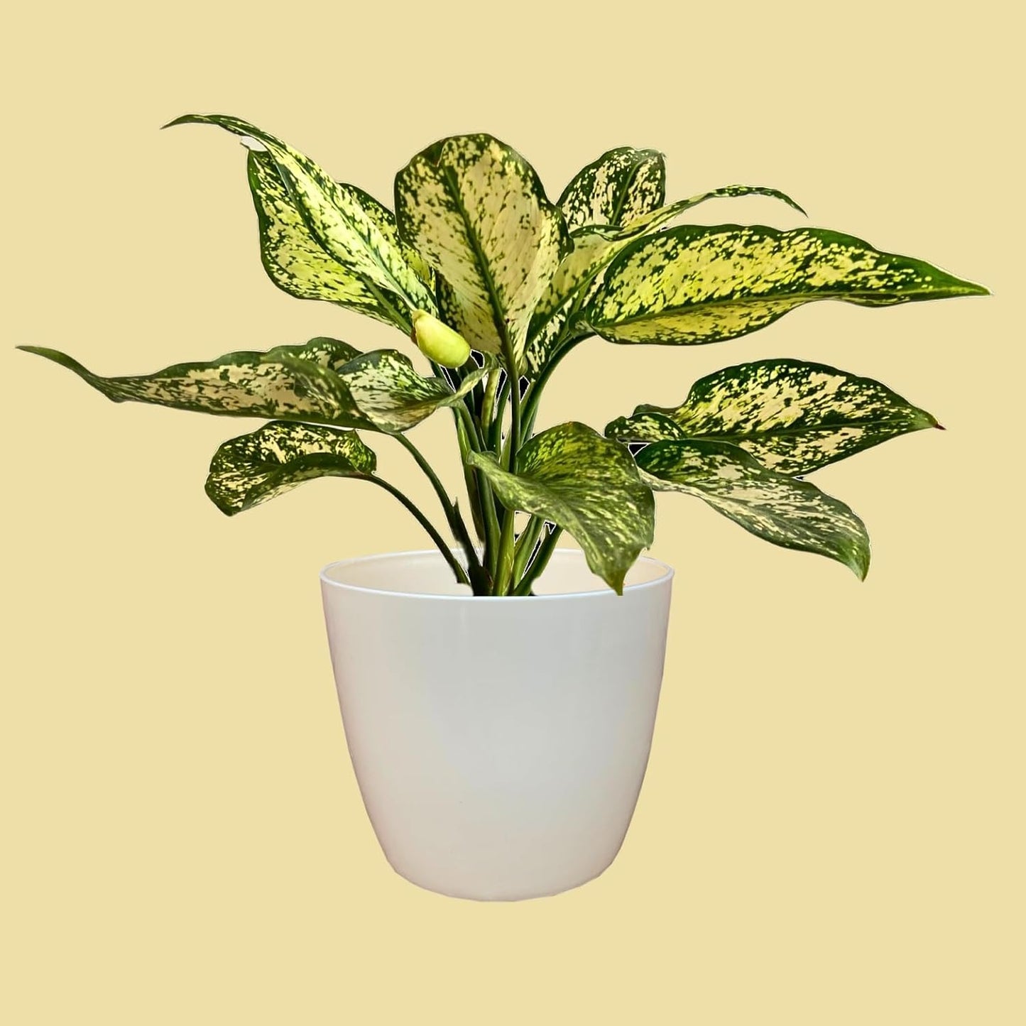 Premium Quality Indoor plastic Colour Pots (Small) | Titan 5 | Home & Office Decor | Table Pot (colour Ivory)