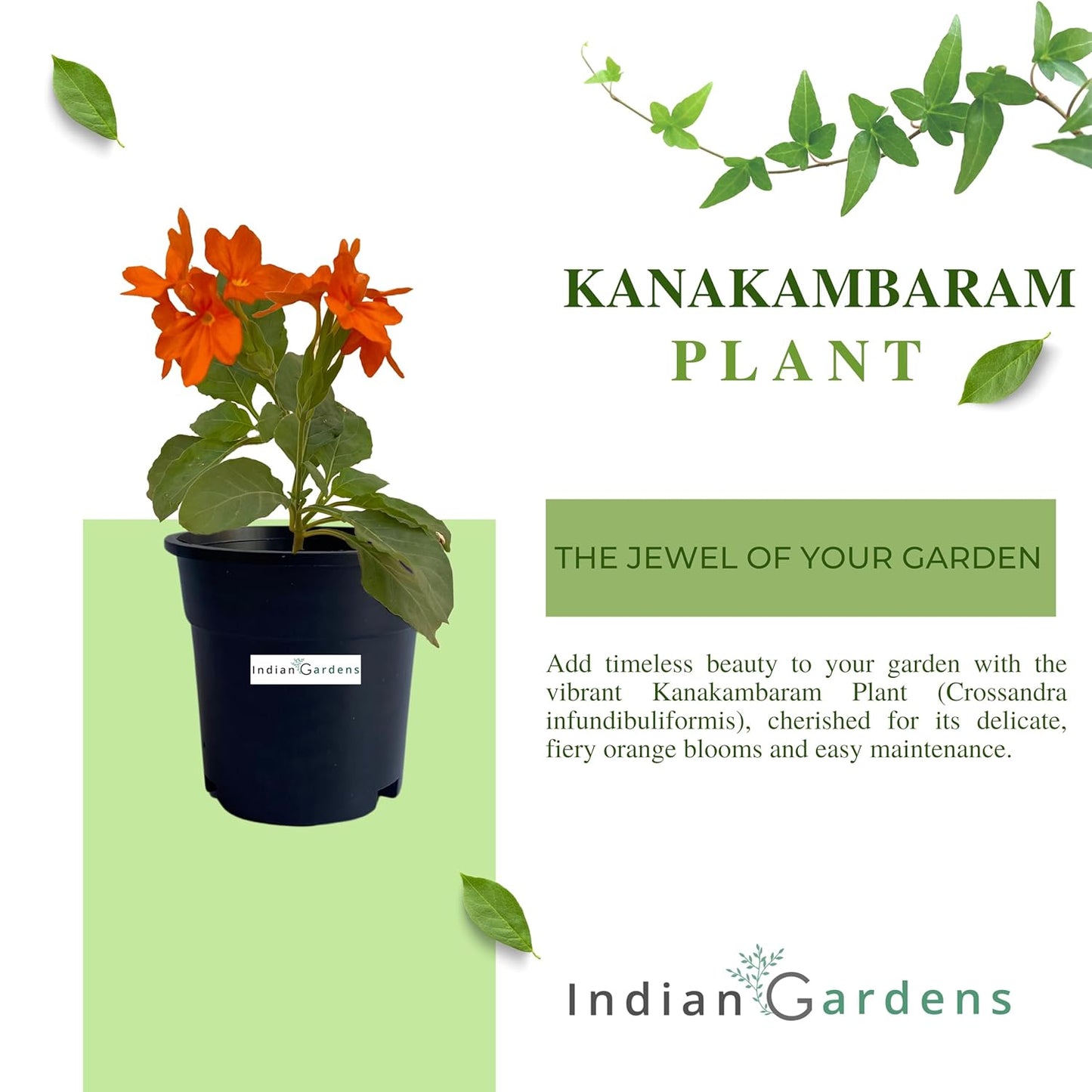 Delhi Kanakambaram/Firecracker Flower