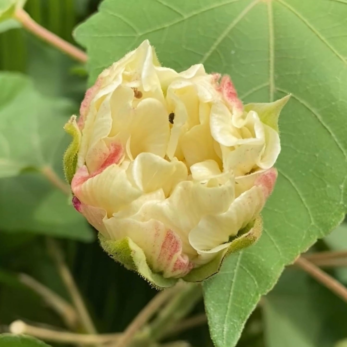 Confederate Rose (Changing Rose) Healthy Flower Plant 6 inch pot