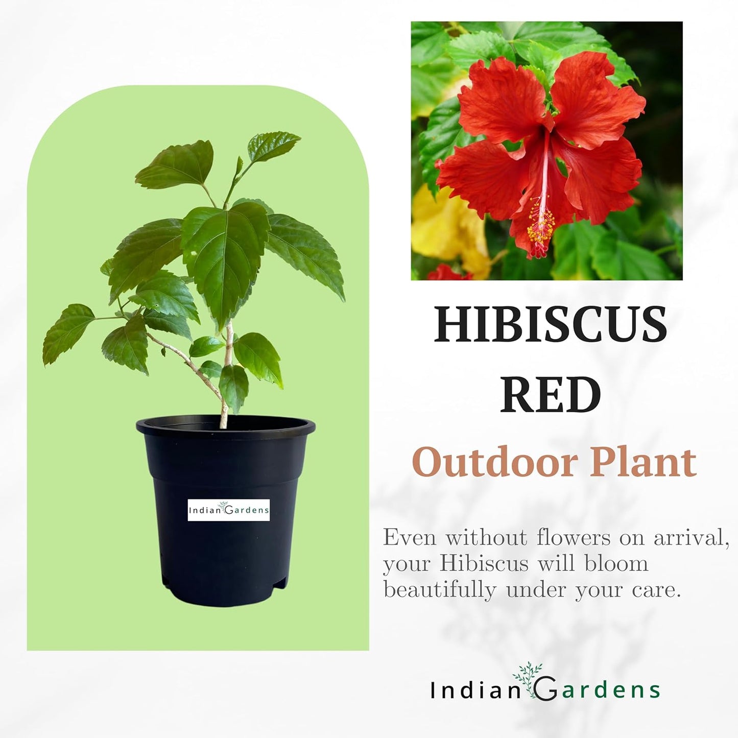 Hibiscus Red Colour