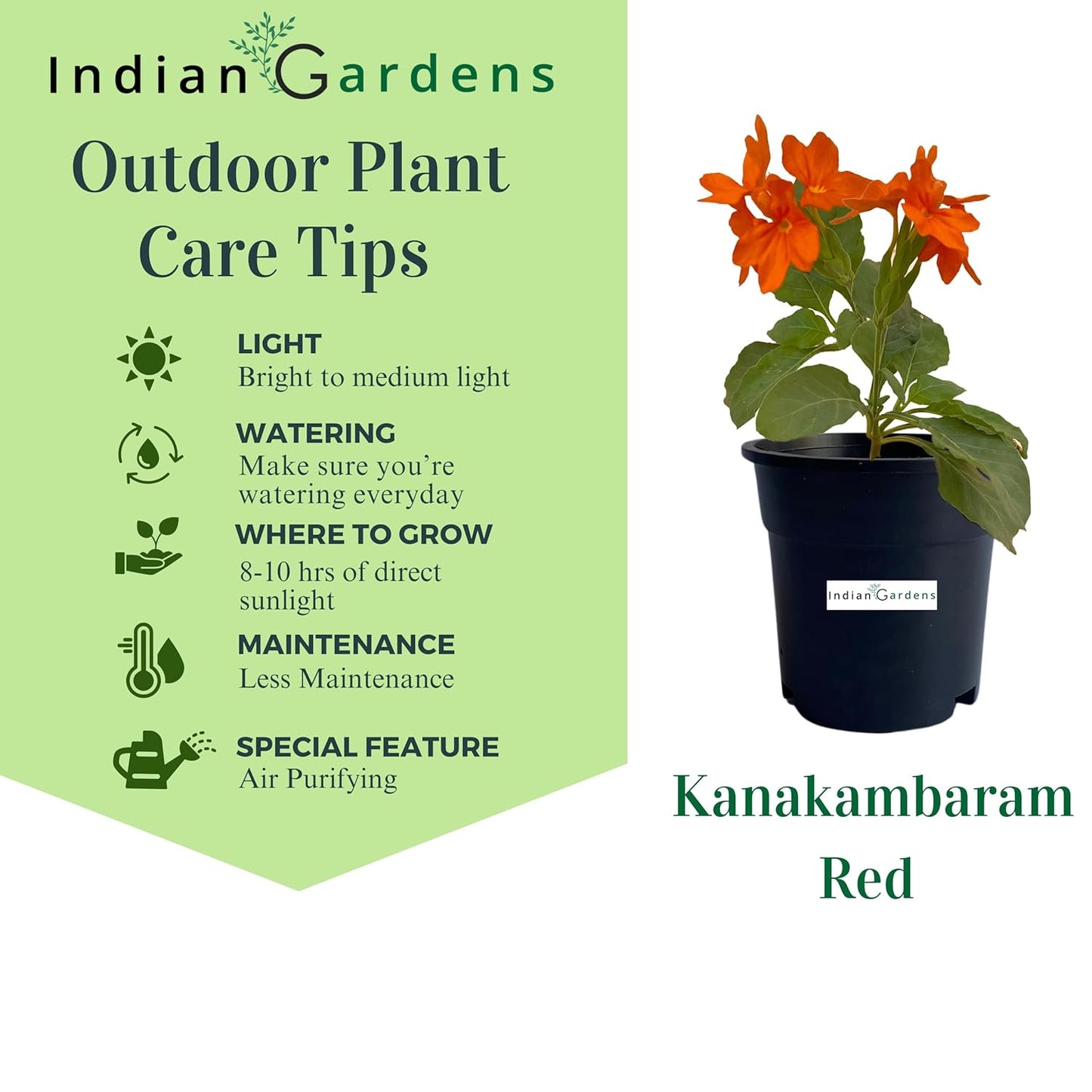 Delhi Kanakambaram/Firecracker Flower