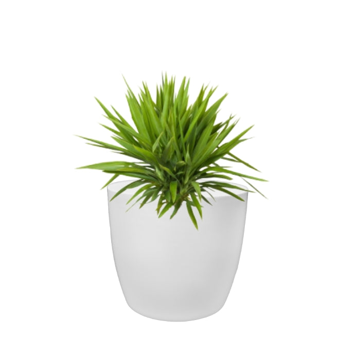 Indoor Plastic Small |Any Colour - Pack of 6