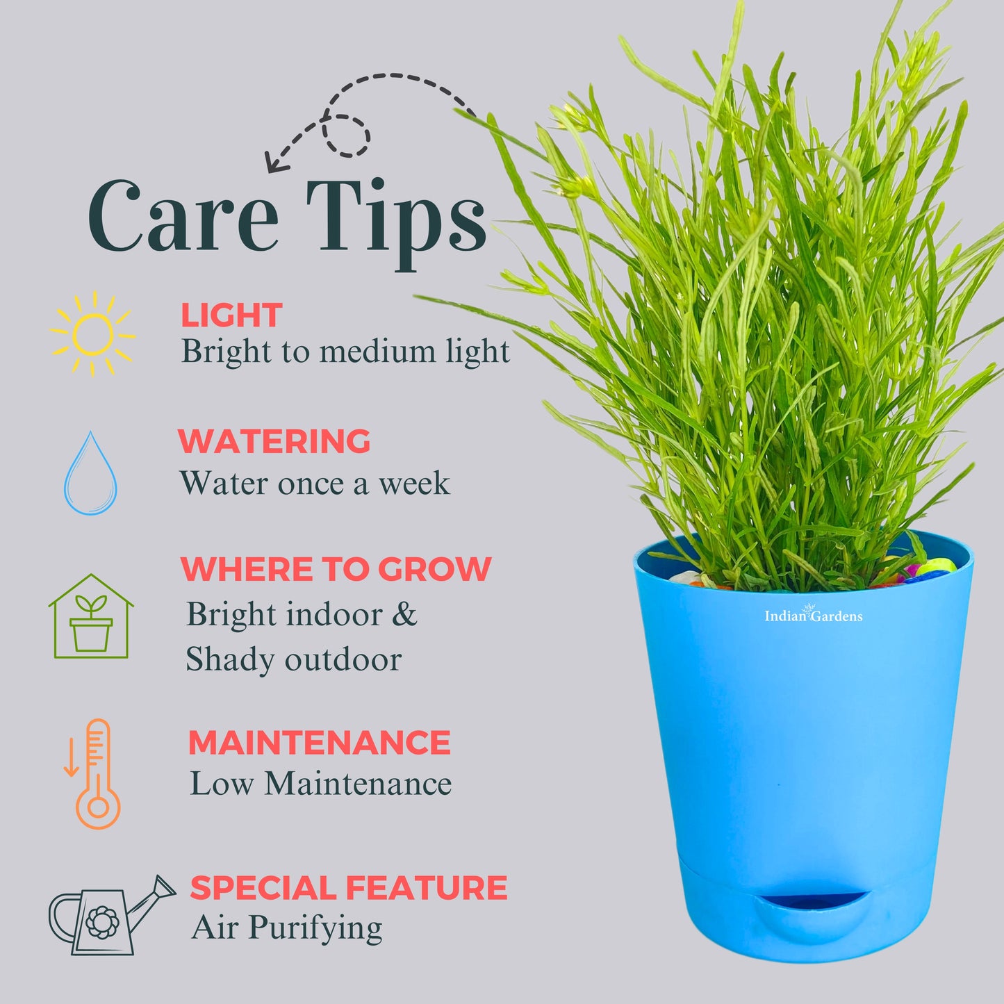 Succulent bush | Drought-tolerant | Hardy succulent | Fast-growing succulent | Live Plant | Premium Self Watering Pot ( 4 Inch )